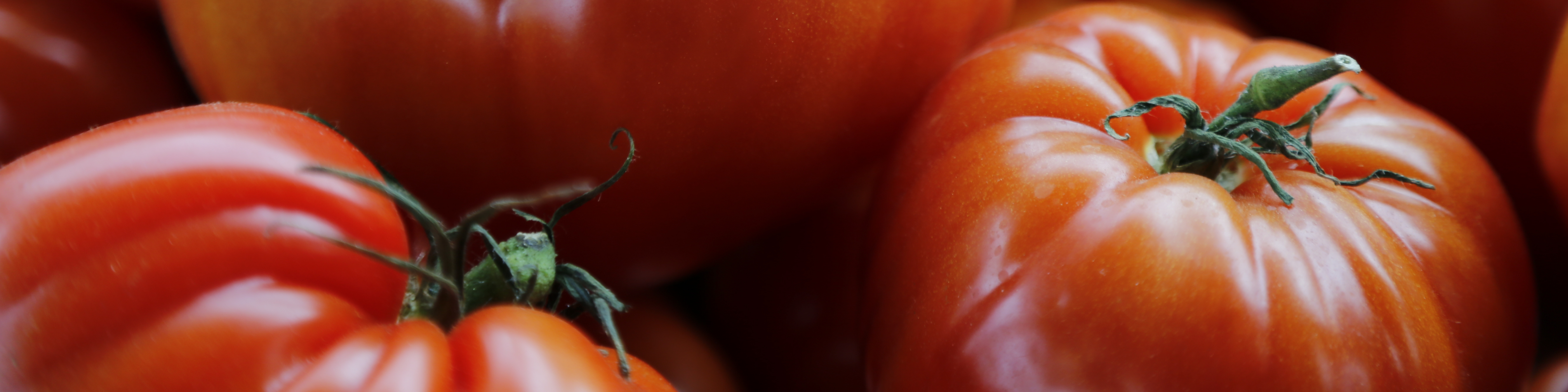 Hier finden Sie erntefrische Tomaten direkt aus Ihrer Region und Hofladen in Ihrer Nähe