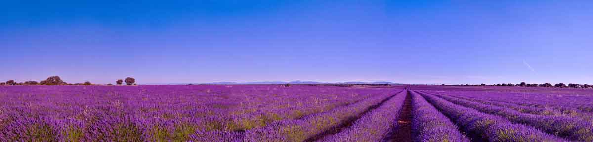 Feiner Lavendelhonig aus Frankreich