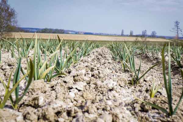 Garlic Field in Thurgau - Farm Beat Stump